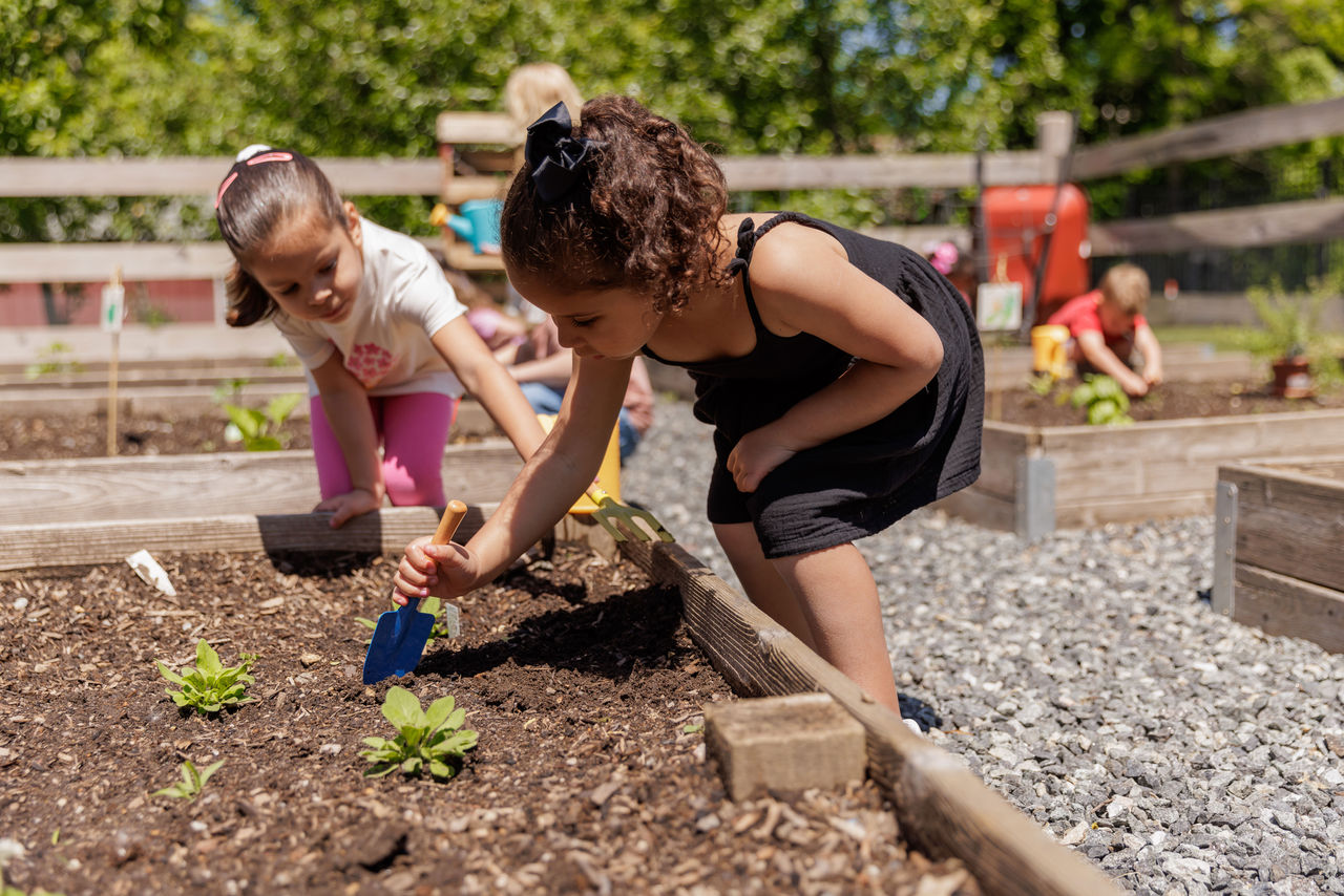 Children digging in a school garden with small shovels
